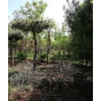 形狀各異造形松200棵