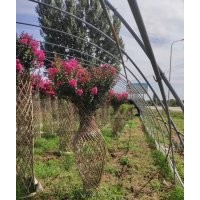 紫薇花瓶造型苗