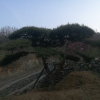 造型油松，黑松
