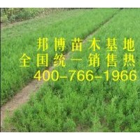 供應(yīng)側(cè)柏小苗