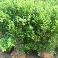 20公分25公分30公分小葉黃楊球價(jià)格