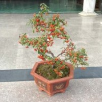 吉祥果（火棘）盆景