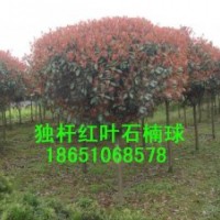江蘇紅葉石楠球價格、江蘇紅葉石楠球基地、江蘇紅葉石楠球便宜