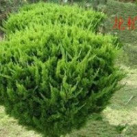 大量供應(yīng)龍柏球