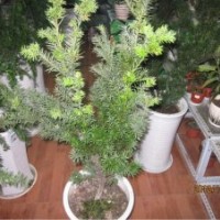 曼地亞紅豆杉盆景價格