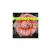 江西嫁接品種月季行情