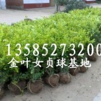 常年供應(yīng)各種球類；金葉女貞球、小葉女貞球、紅葉石楠球 海桐球