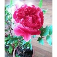 鄭風(fēng)春節(jié)催花牡丹盆栽優(yōu)質(zhì)供應(yīng)