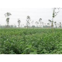 七葉樹|鑫森源|七葉樹價(jià)格