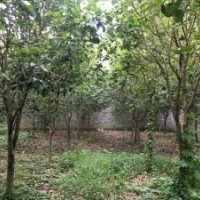 桂花清場大處理