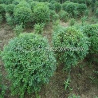 小葉女貞球的幾種規(guī)格報價是多少