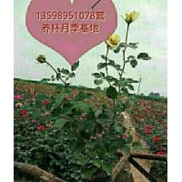 供月季，月季營養(yǎng)杯苗，玫瑰，玫瑰營養(yǎng)杯苗，騰本月季月季