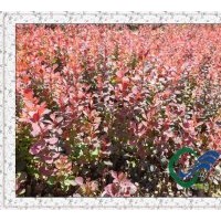 紅葉小檗小苗檗供應(yīng)