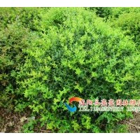 供應(yīng)枸骨，無刺枸骨 ，枸骨球，海桐球，火棘，火棘球，無刺枸骨