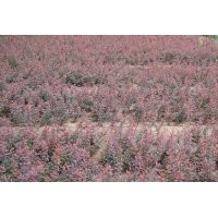 供應(yīng)紅葉小檗苗 紅葉小檗球