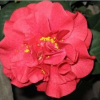 銷售-紅露珍、花露珍