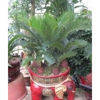 多頭鐵盆景4-5個(gè)頭鐵樹盆景蘇鐵盆景鐵樹盆栽花卉盆景盆栽花卉熱