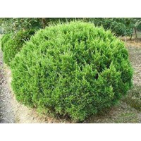 2013年龍柏球價(jià)格