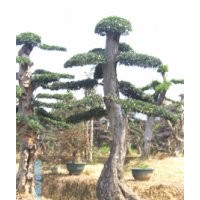 特價造型苗木|造型榆樹|湖南造型榆樹價格|生態(tài)資源