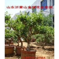 中國金銀花之鄉(xiāng)供應(yīng)金銀花盆景苗