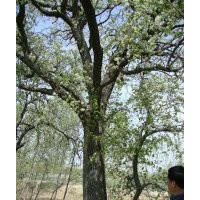 山東棗樹 山東法桐 山東杜梨 山東紫葉李