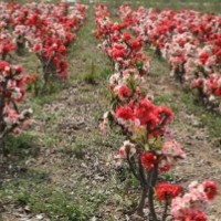 長壽冠盆景、木瓜海棠盆景、垂絲海棠盆景