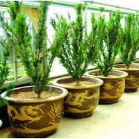 供應(yīng)荊門紅豆杉種苗、曼地亞紅豆杉盆景、南方紅豆杉