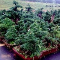 湖北對節(jié)白蠟 武漢對節(jié)白蠟 荊門對節(jié)白蠟 京山對節(jié)白蠟