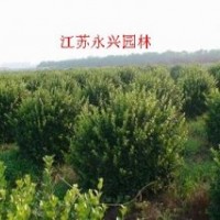 衛(wèi)矛球，黃楊球，龍柏球，紅葉石楠球，火棘球，金葉女貞球等苗木
