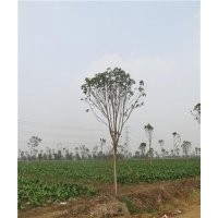 七葉樹前景、七葉樹、鑫森源(查看)