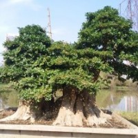 出售 對(duì)接、紫薇、金彈子、狗骨頭等景觀樹、盆景老樁