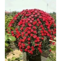 月季樹、月季球