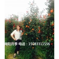 月季花球,月季墻,月季花瓶,造型月季，藤本月季批發(fā)