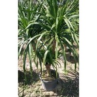 供應(yīng)造型龍血樹