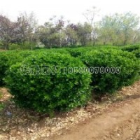 最新大葉黃楊球的價格表及基地實拍圖