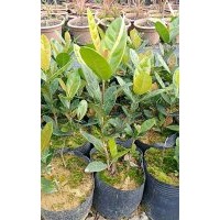 七斤袋新奇士龍船花