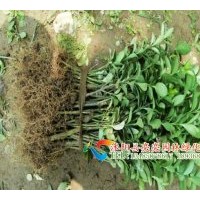 供應(yīng)大葉黃楊，大葉黃楊球,冬青,冬青球