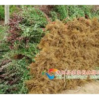 供應(yīng)紅葉小波，紫葉小波,紅葉小波球