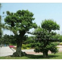 山東對節(jié)白蠟|對節(jié)白蠟行情