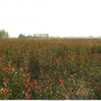 100畝苗圃場大量出售紅葉石楠球