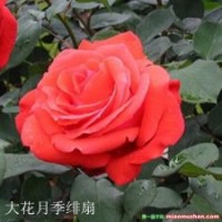 月季花陽(yáng)臺(tái)庭院都能種植的觀花植物別墅新寵樹(shù)樁月季