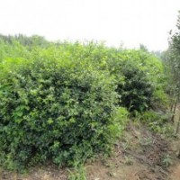 低價(jià)供應(yīng)扶芳滕球