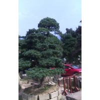 D20cm造型五針松