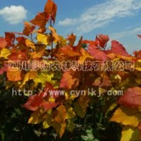 四川彩楊農(nóng)林科技有限公司“紅霞楊”Ⅰ號(hào)、金紅楊