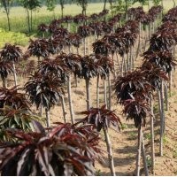 常年供應精品紅葉壽星桃