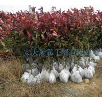 紅葉石楠毛球/紅葉石楠光球/紅葉石楠精球