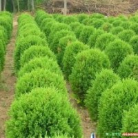 造型綠化苗木 球類綠化苗木 紅葉石楠 黃楊球 蜀檜球