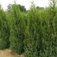 苗木供應(yīng)信息刺?hào)?,8__2,5米,刺?hào)嗲?/></a>
<ul><li><a href=