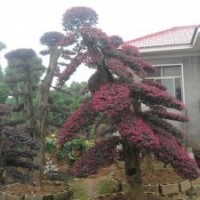 供應(yīng)湖南造型羅漢松 湖南造型榆樹 湖南造型白蠟 造型紅花繼木