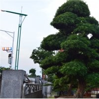 廣東精品造型日本黑松價(jià)格風(fēng)景樹行道樹庭院樹